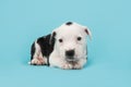 Cute stafford terrier puppy on a blue background