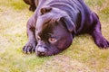 Cute Staffordshire Bull Terrier dog lying on grass with his head on the ground looking a bit sad Royalty Free Stock Photo