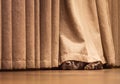 Cute Staffordshire Bull Terrier dog lying on a wood floor hiding under a curtain