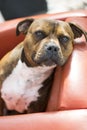 Cute staffy/boxer dog Royalty Free Stock Photo