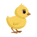 Cute standing chick. Little cartoon chicken for Easter and second design. Vector illustration Isolated on white Royalty Free Stock Photo