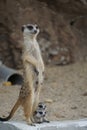 Cute standing female meerkat take care and beware watching for babies Royalty Free Stock Photo