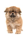 Cute standing fluffy tibetan spaniel puppy