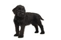 Cute standing Giant Schnauzer puppy looking away isolated on a white background