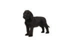 Cute standing Giant Schnauzer puppy looking up isolated on a white background Royalty Free Stock Photo