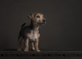Cute Standing Jack Russell Puppy On A Brown Painting Like Ambiance And  Background