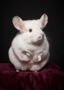 Cute standing white chinchilla looking at the camera on a red cushion on a black background