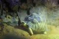 A cute star turtle is resting Royalty Free Stock Photo