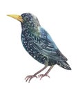 Cute Starling black with white dots Royalty Free Stock Photo