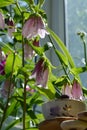 Cute still life with beautiful flowers of spotted bellflower campanula punctata. Small urban garden on the balcony