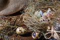 Cute still life with quail eggs. Easter still life