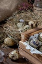 Cute still life with quail eggs. Quail eggs in the nest and on the old wooden table in the barn among vintage items