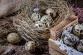 Cute still life with quail eggs. Easter still life