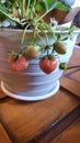 5 cute strawberries born in different time and will grow as beautifully as the oldest one