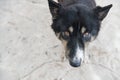 cute stray black dog on beach look at camera Royalty Free Stock Photo