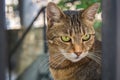 Cute stray cat in the backyard Royalty Free Stock Photo