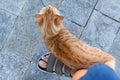 Cute stray cat rubbing against woman`s leg outdoors, top view. Homeless pet