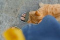 Cute stray cat rubbing against woman`s leg outdoors, top view. Homeless pet