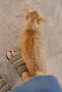 Cute stray cat rubbing against woman`s leg outdoors, top view. Homeless pet