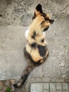 Cute stray cat, top view Royalty Free Stock Photo