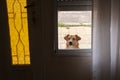 Cute stray dog looking through the house window Royalty Free Stock Photo