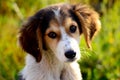 Cute stray dog Royalty Free Stock Photo