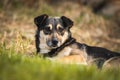 Cute stray dog portrait, homeless animals and pets concept background photo