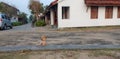 A cute stray dog puppy standing on a brick Royalty Free Stock Photo