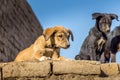 Cute stray dog puppy on a wall in the Edfu temple, Egypt