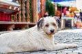 Cute stray dog with sad eyes Royalty Free Stock Photo