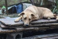 A cute stray dog with sad eyes lying in the cage of a dog shelter, waiting for adoption Royalty Free Stock Photo