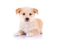 Cute stray dog sitting Royalty Free Stock Photo