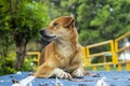 A cute stray dog sitting and resting on a vivid blue pavement Royalty Free Stock Photo