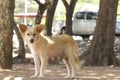 Cute stray dog - Stock Image Royalty Free Stock Photo