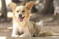 Cute stray dog - Stock Image Royalty Free Stock Photo