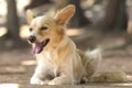 Cute stray dog - Stock Image Royalty Free Stock Photo