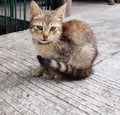 Cute Stray Kitten Sitting on the Ground Royalty Free Stock Photo