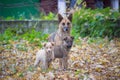 Cute stray puppies Royalty Free Stock Photo
