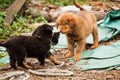 Cute stray puppies playing