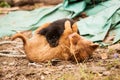 Cute stray puppies playing