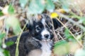 cute stray puppy hiding in a bush in autumn Royalty Free Stock Photo