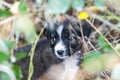 cute stray puppy hiding in a bush in autumn Royalty Free Stock Photo