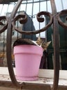 Cute stray tabby cat is sleeping in a pink flower pot outside of a house window