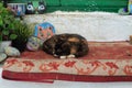 Cute stray tortoiseshell cat asleep on a rug, with colourful painted stones Royalty Free Stock Photo