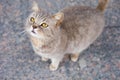 a street cat sits on the ground. Homeless abandoned stray cat sitting on the street.