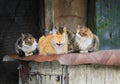 Cute street cats with funny faces lie group at the barn