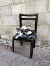 Cute street cats sitting on an old chair Royalty Free Stock Photo