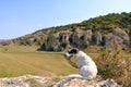 Cute street dog in the mountain landscape with some of the oldest limestone rock formations in Europe, in Dobrogea Gorges Cheile Royalty Free Stock Photo