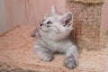 Beautiful British gray white kitten lying on cat house and looking up
