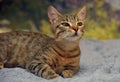 Cute striped brown shorthair young cat